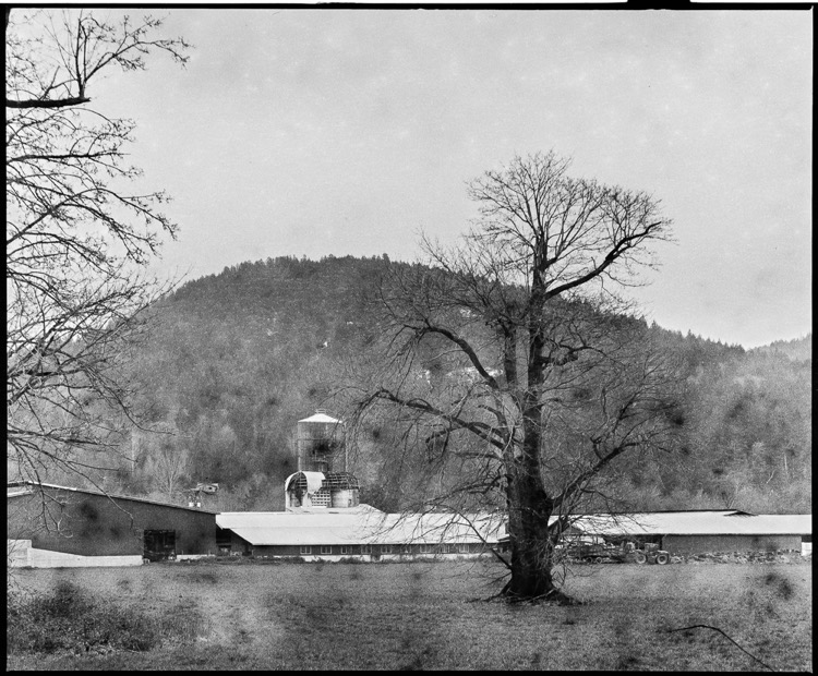 Old Silo, Leafless Tree, Chemainus