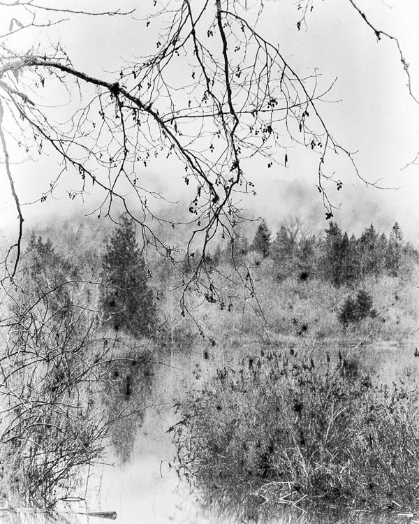 Hanging Branches, Blackburn Lake