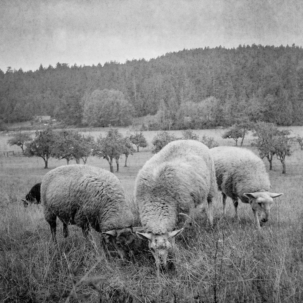 Focused on the Task At Hand, Ruckle Farm, SSi