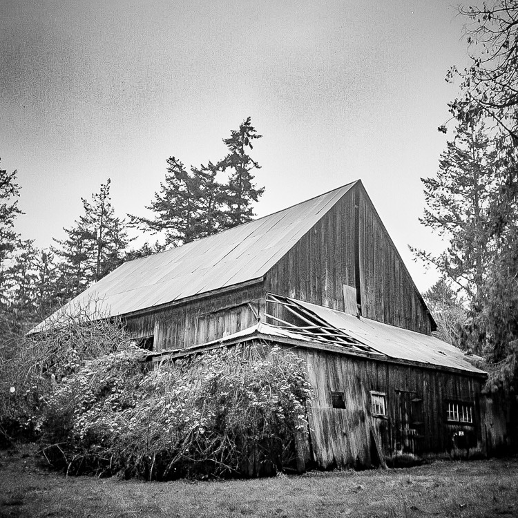 Barn Being Slowly Reclaimed