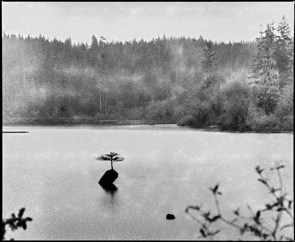 Nurse Log, Faerie Tree, Fairy Lake