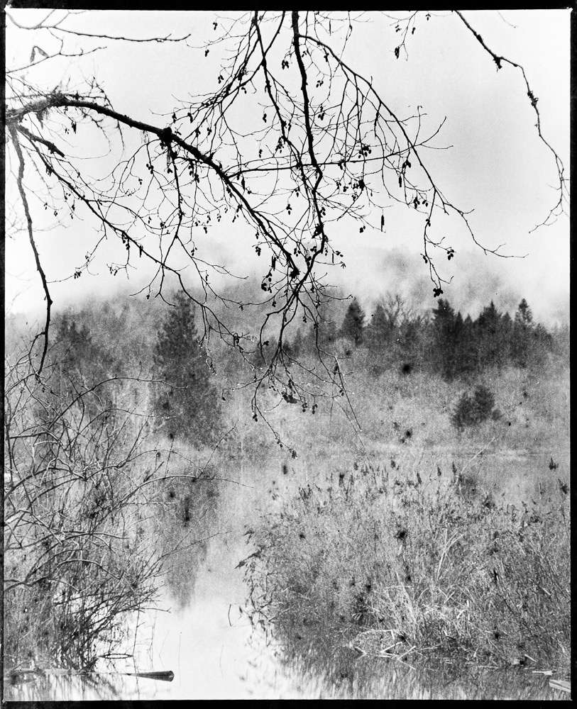 Weeping Tree, Blackburn Lake
