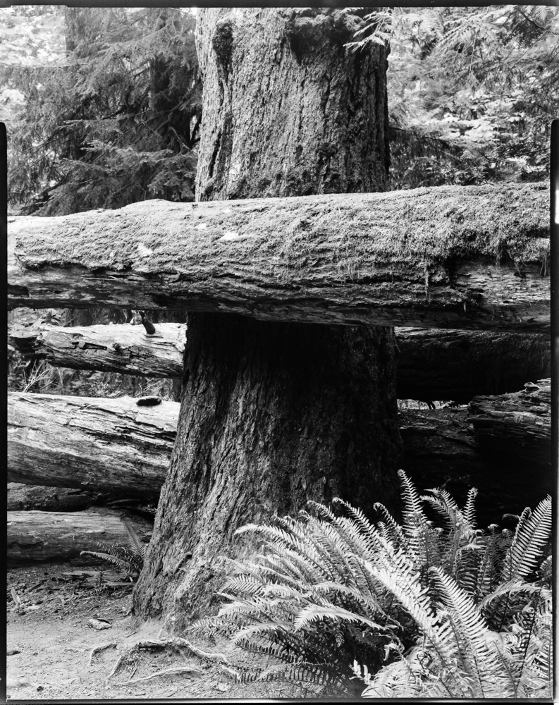 NATURES WAY-4.jpg