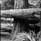NATURES WAY-4.jpg