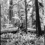 NATURES WAY-5.jpg