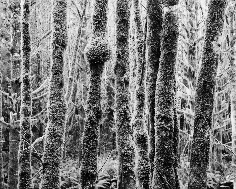 NATURES WAY-6-3.jpg