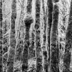 NATURES WAY-6-3.jpg