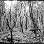NATURES WAY-6-5.jpg