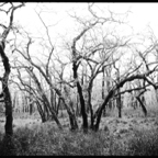 NATURES WAY-9.jpg