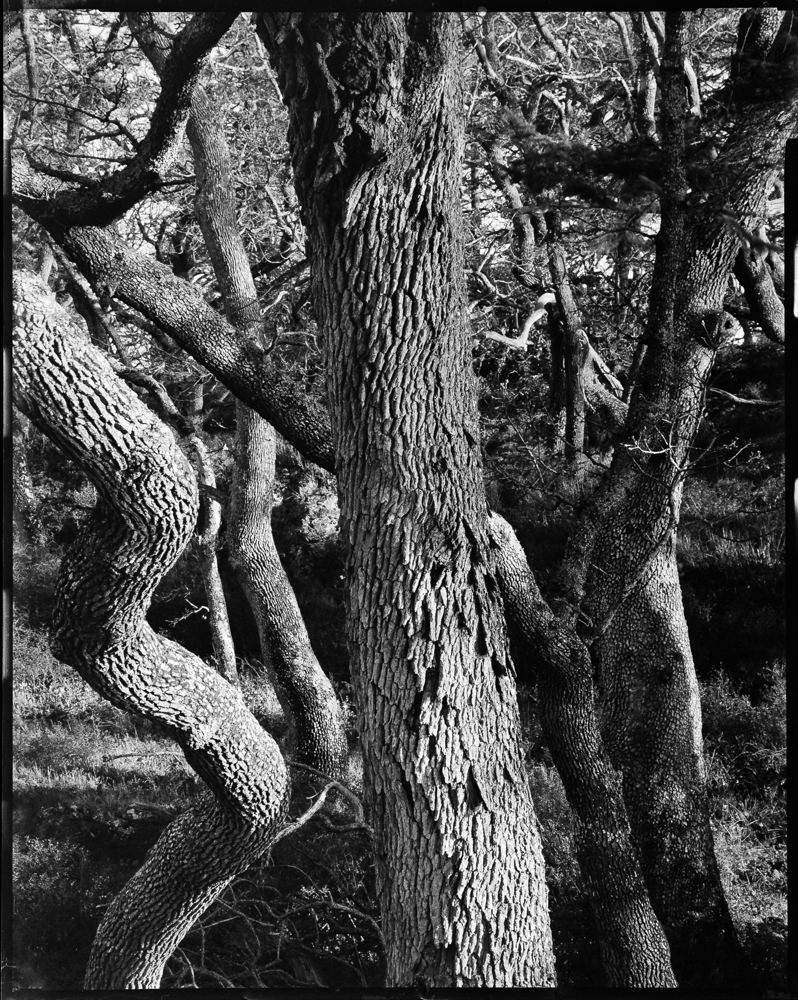 ARBOR-1-4.jpg