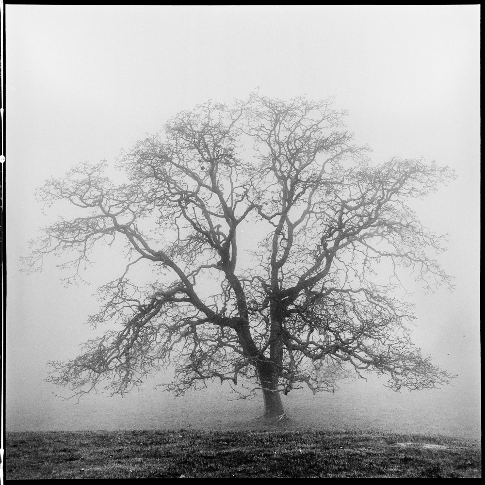 ARBOR-2-3.jpg