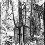 ARBOR-2-5.jpg