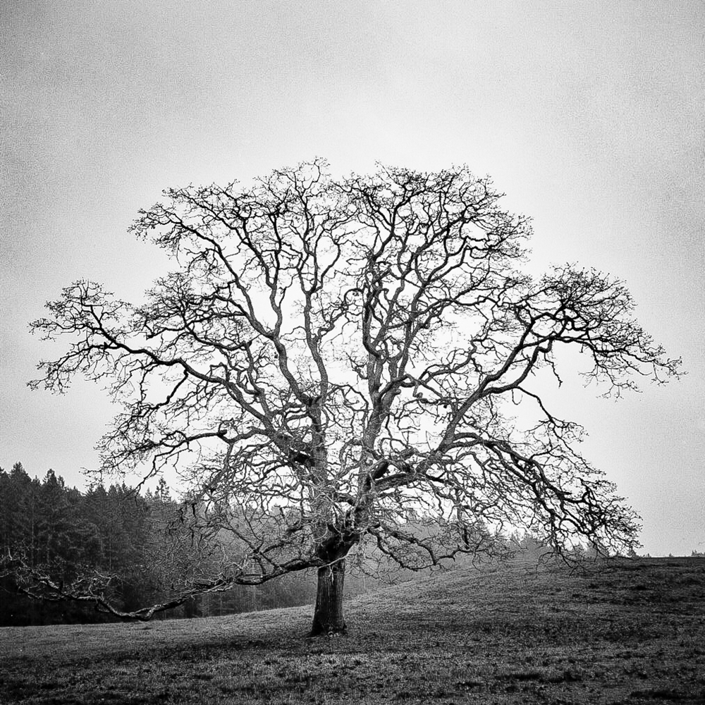 ARBOR-2.jpg