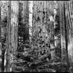 ARBOR-3-4.jpg