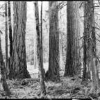 ARBOR-3-5.jpg