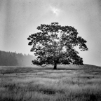 ARBOR-4.jpg