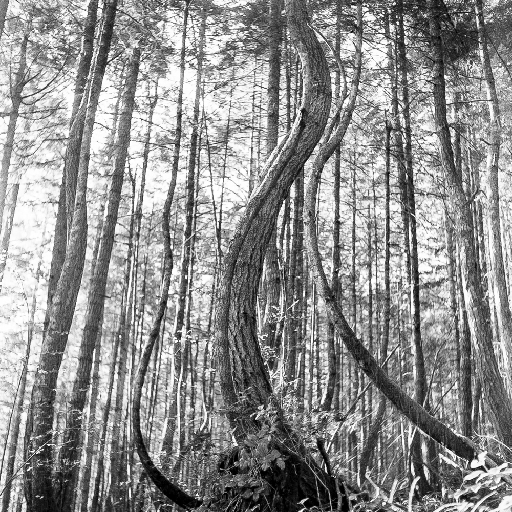 ARBOR-5.jpg