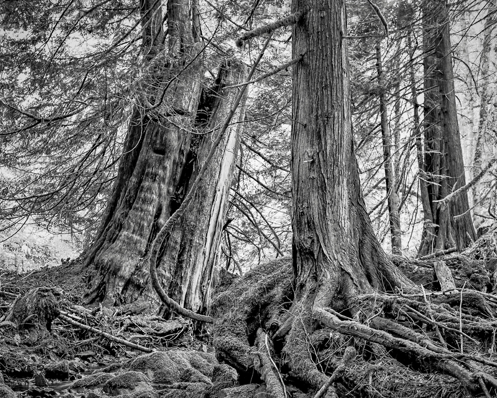 ARBOR-6.jpg