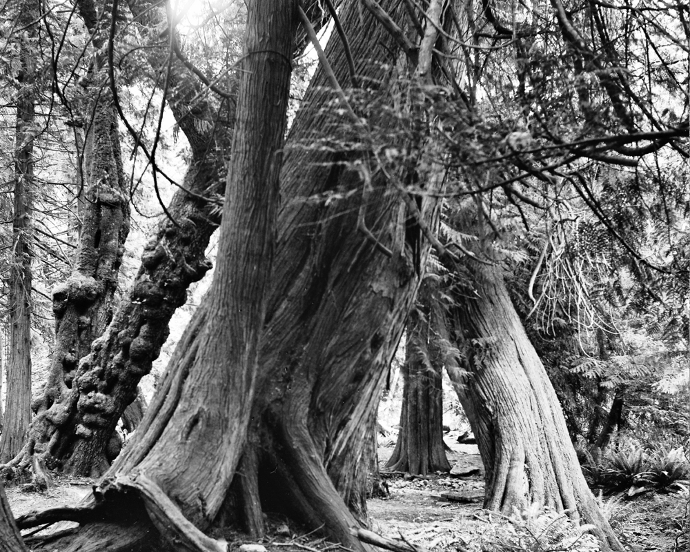 ARBOR-7.jpg