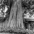 ARBOR-9.jpg