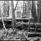 NATURES WAY-1.jpg