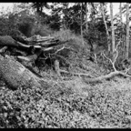 NATURES WAY-2-3.jpg