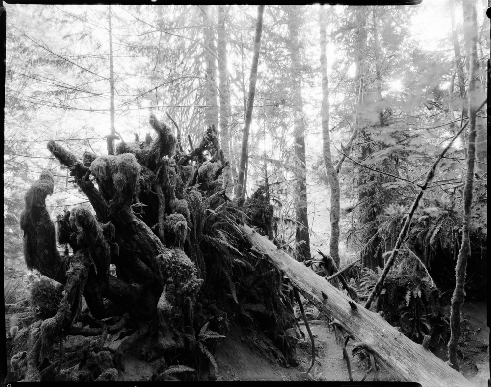 Uprooted Giant, Cathedral Grove