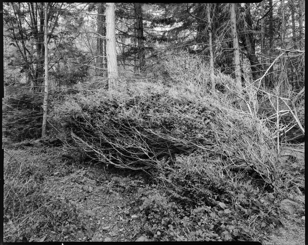 Resting Cedar Boughs, Neck Point Park