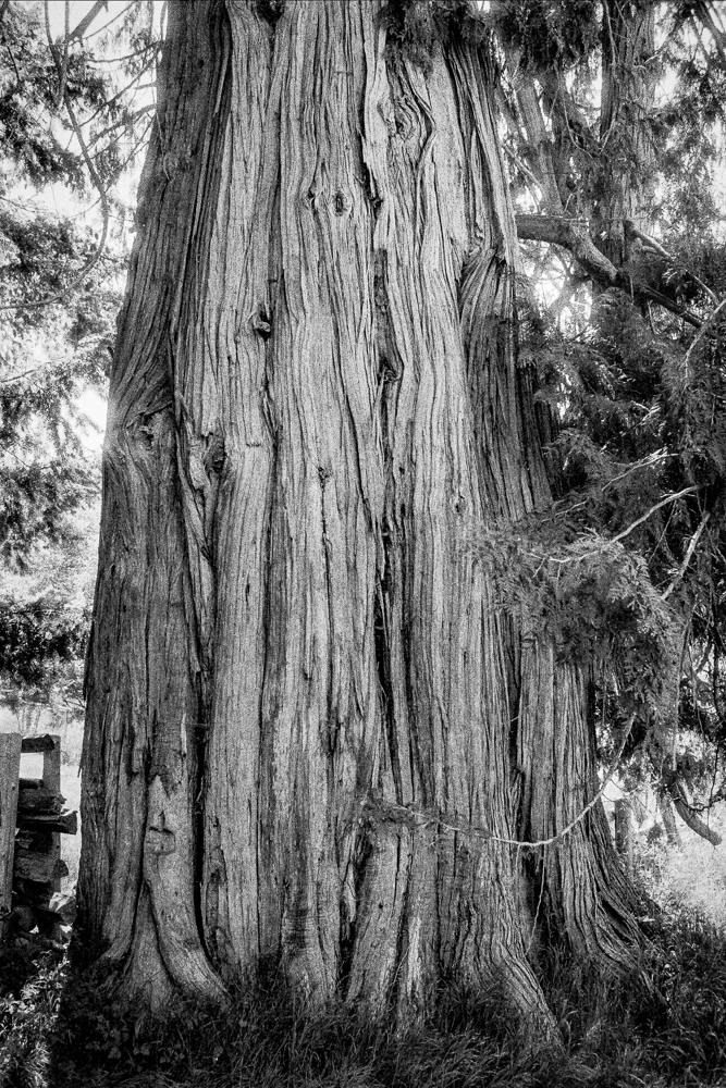 ARBOR-1-2.jpg
