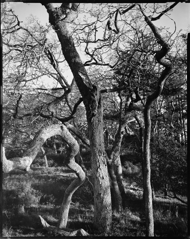 ARBOR-2-4.jpg