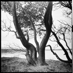 ARBOR-3-3.jpg