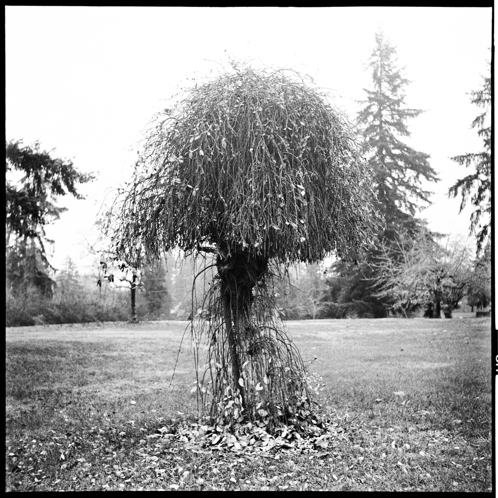 ARBOR-4-3.jpg
