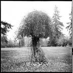 ARBOR-4-3.jpg