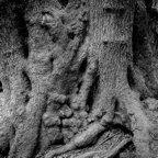 ARBOR-10.jpg