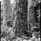 ARBOR-25-July-1-2.jpg
