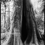 ARBOR-25-July-2.jpg